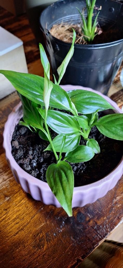 Tropische stekjes terrarium, Ophalen of Verzenden, Nieuw, Plant(en), Steen of Hout