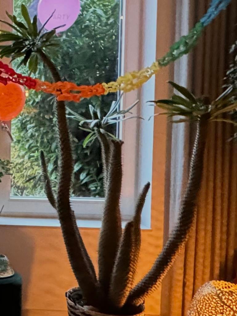 Madagascar Palm - Pachypodium- cactus, Tickets en Kaartjes, Eén persoon, Cadeaubon