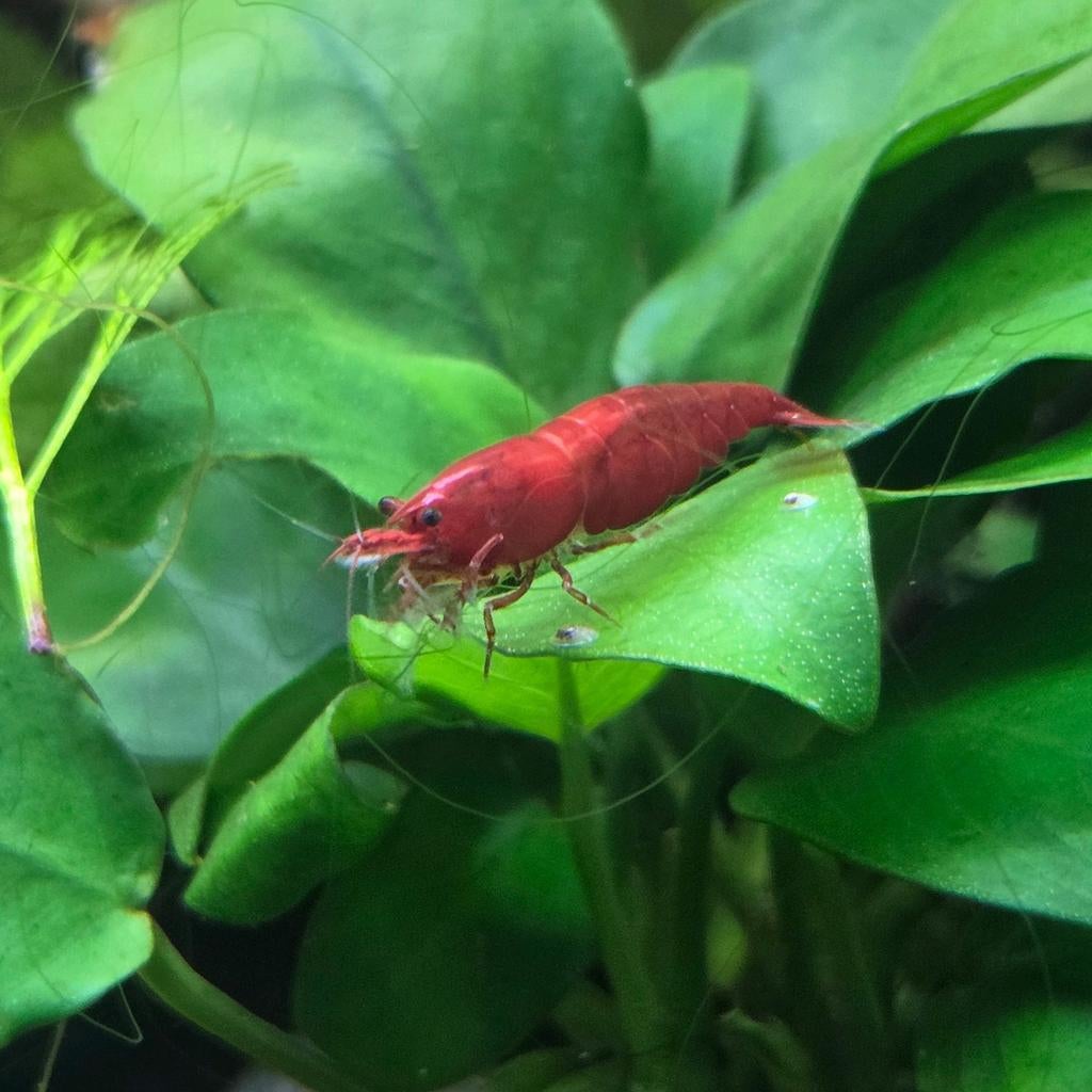 High Grade Bloody Mary Garnalen | Rode Garnalen, Kreeft, Krab of Garnaal, Zoetwatervis, Schoolvis