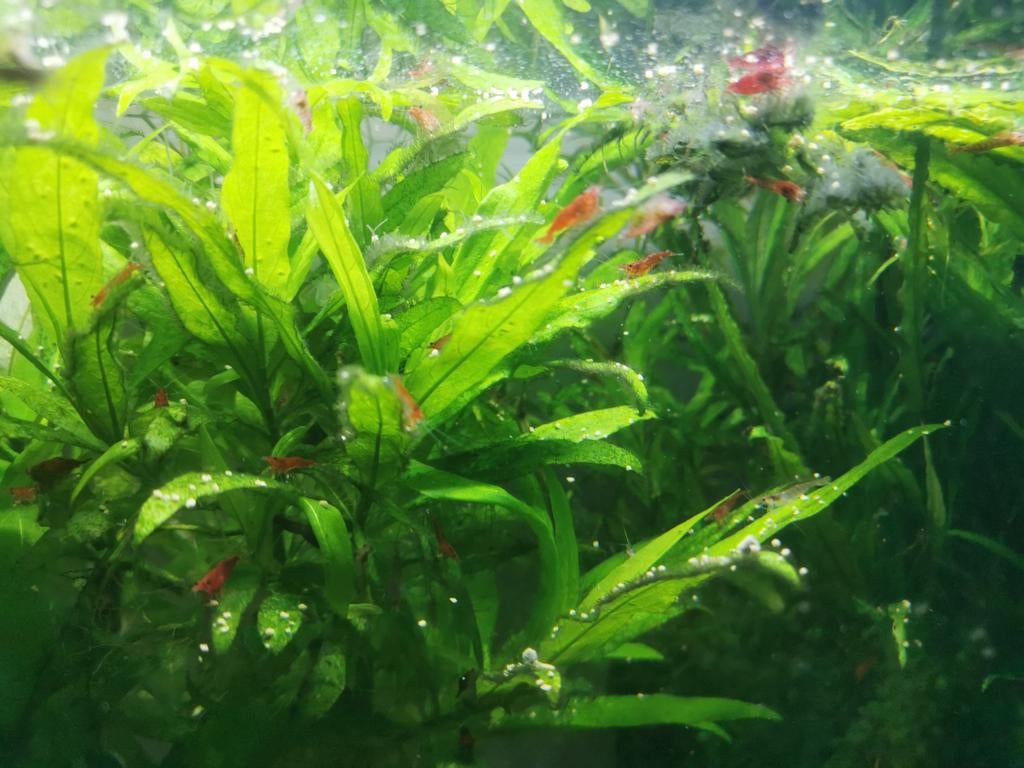 Garnalen te koop, Dieren en Toebehoren, Vissen | Aquariumvissen, Kreeft, Krab of Garnaal, Zoetwatervis