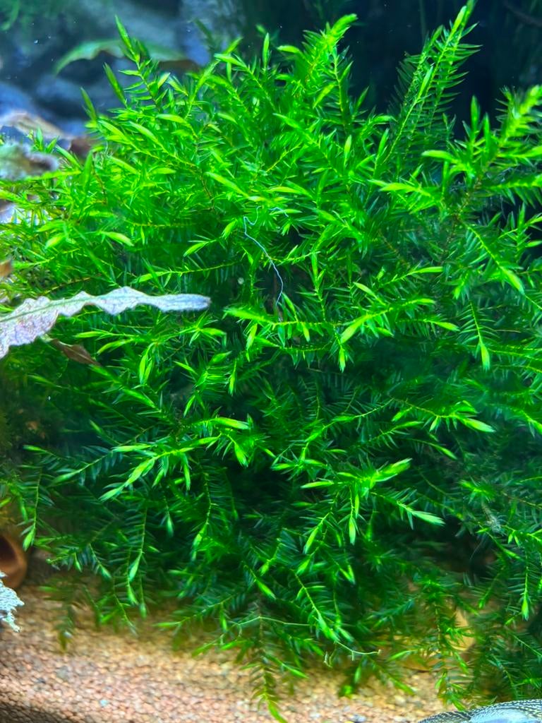 Fontinalis antipyretica, Ophalen of Verzenden, Zo goed als nieuw, Plant(en), Steen of Hout