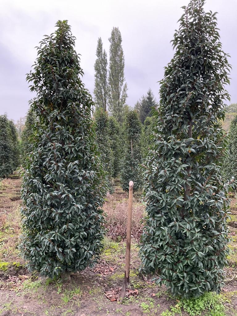 Mooie Portugese laurier tot 275 cm, Bloeit niet, Halfschaduw, 100 tot 250 cm, Overige soorten