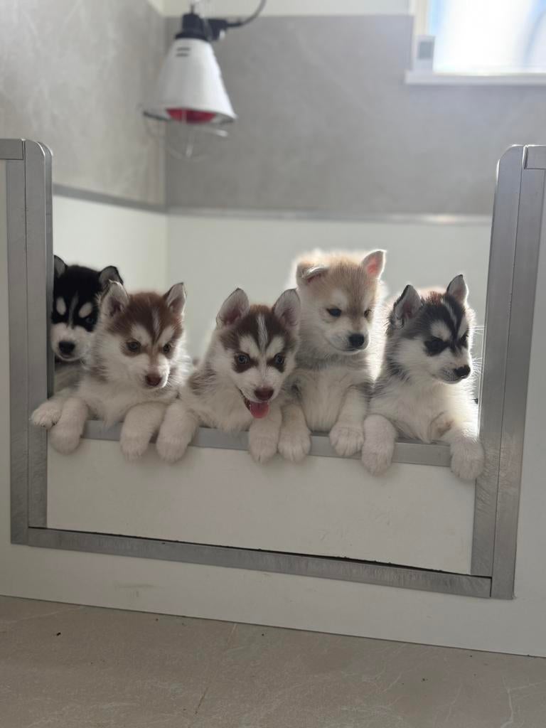 Pomsky puppy,s, Parvo, Overige rassen, 8 tot 15 weken, Meerdere