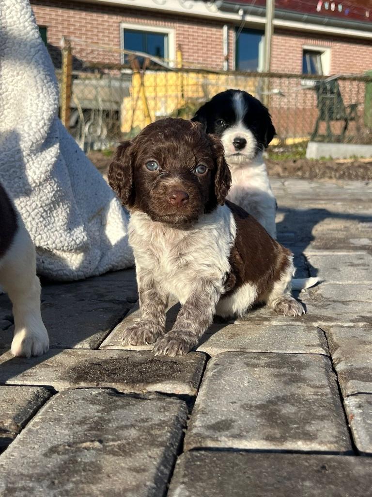 Heidewachtel/Friese Stabij/Wetterhoun mix, 8 tot 15 weken, Meerdere, Meerdere dieren, Middel