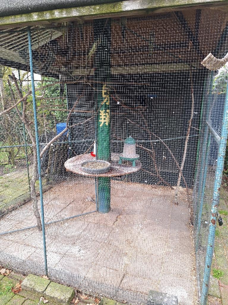 Gezocht: Grasparkiet vrouwtjes, Vrouwelijk, Parkiet