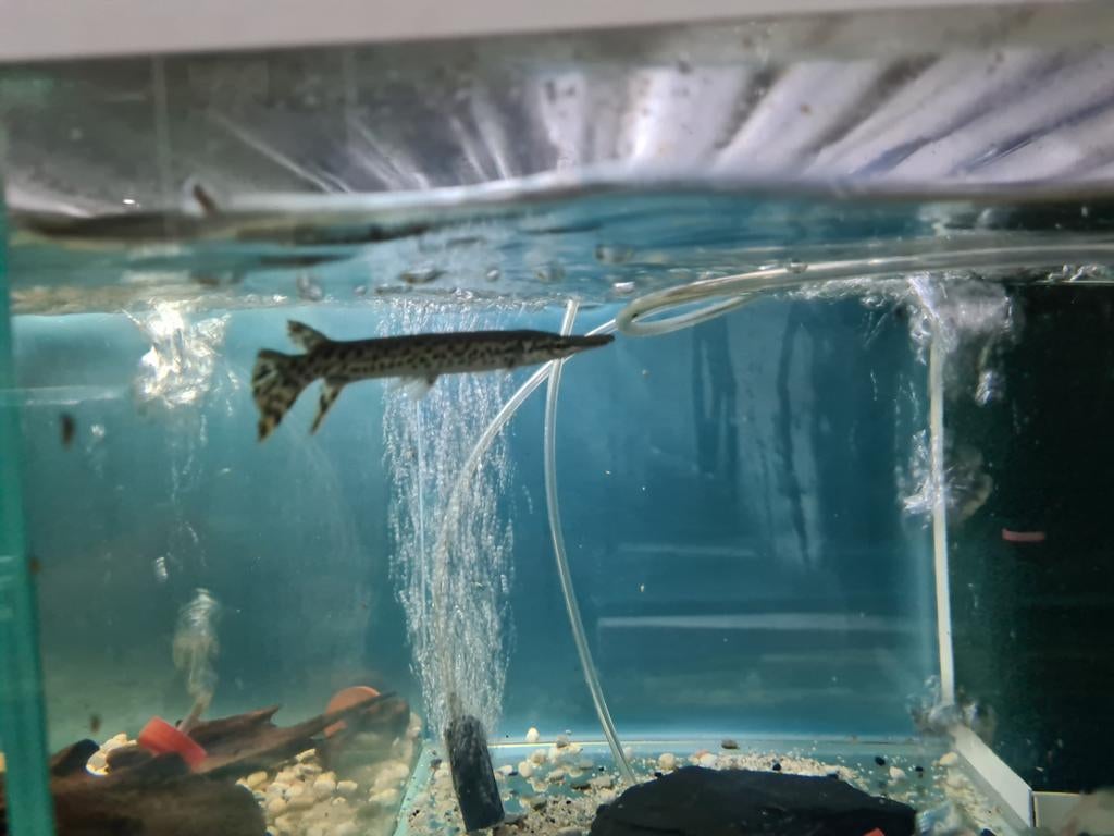 Alligator Gar, Atractosteus Spatula, beensnoek, Dieren en Toebehoren, Vis, Zoetwatervis