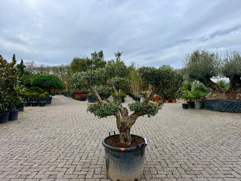 Olijfboom - Olea europaea pon pon te koop bij Palmexpert, Ophalen of Verzenden, 100 tot 250 cm, Olijfboom, Zomer