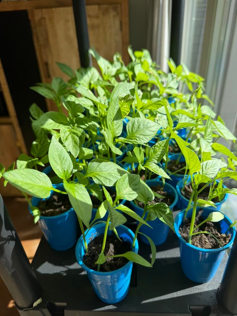 Paprika plantjes, Tuin en Terras, Planten | Tuinplanten, Ophalen, Eenjarig, Groenteplanten, Volle zon