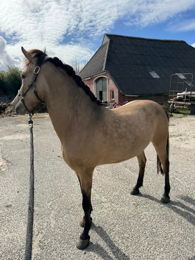 5 jarige valk D pony merrie, GRULLA APPALOOSA 3 jaar, Dressuurpony, Zadelmak, 3 tot 6 jaar, D pony (1.37m tot 1.48m)