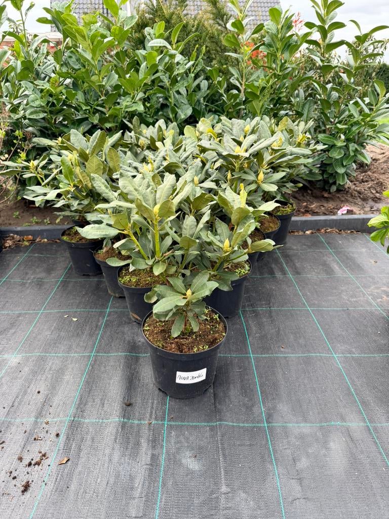 “ Prachtige Rhododendron in knop!, Tuin en Terras, Planten | Struiken en Hagen, Rhododendron, Minder dan 100 cm, Ophalen of Verzenden