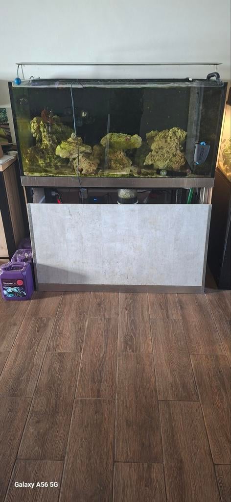 Zeeaquarium, Dieren en Toebehoren, Vissen | Aquariumvissen, Overige typen