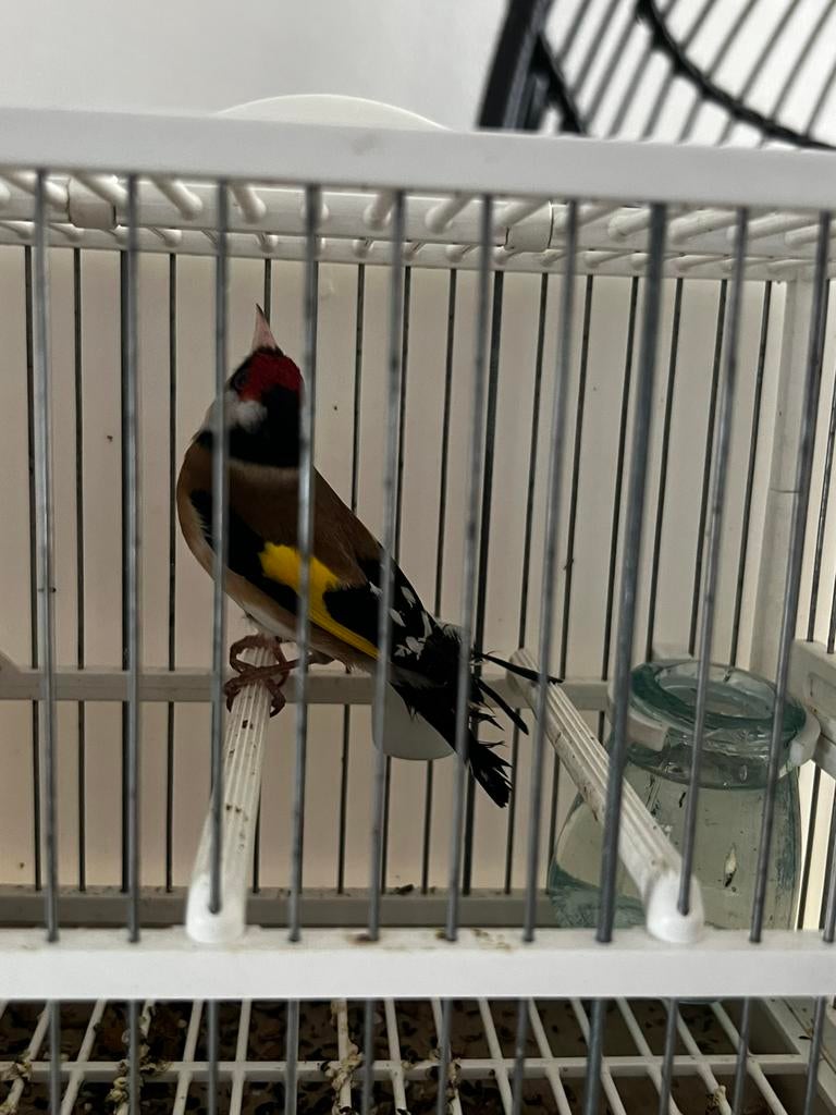 Bloem putters 2025 koppel 2x mannen - majoor putter parva, Mannelijk, Wildzangvogel, Geringd