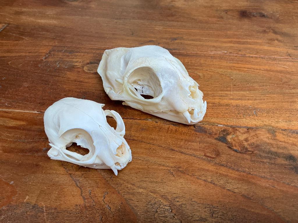 XXL SCHeDeL MaiNe CooN kat KaDo NaTuuR RaRiTeiT TaXiDeRMy, Verzamelen, Dierenverzamelingen, Ophalen of Verzenden, Nieuw, Hond of Kat