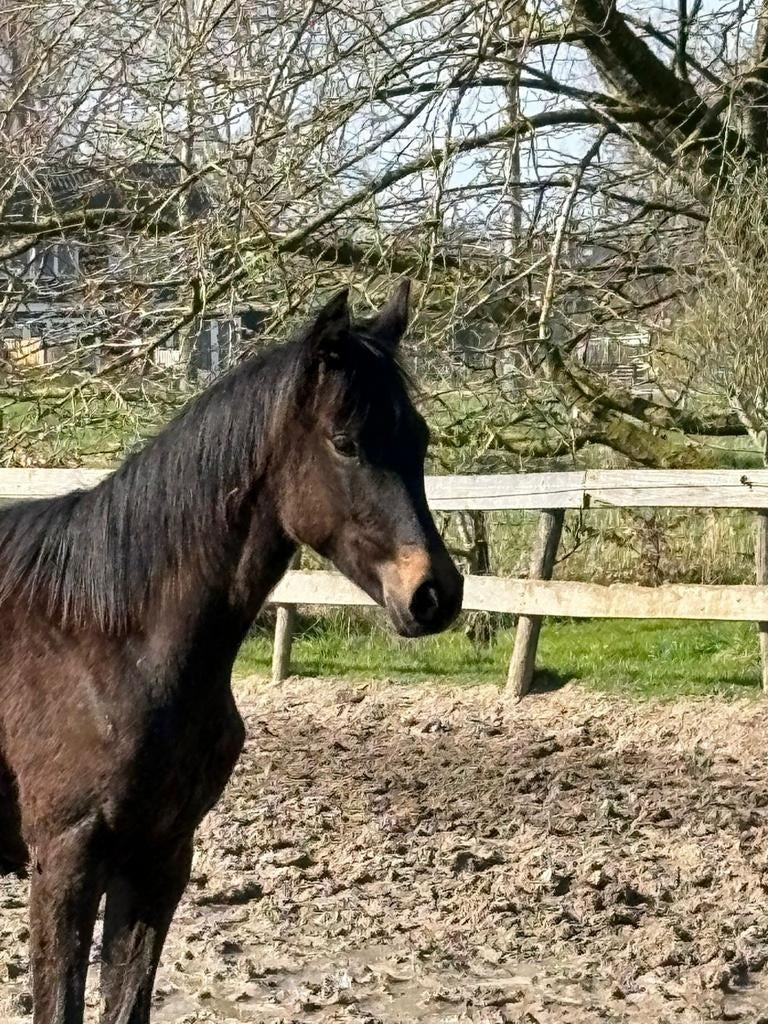 Jaarling merrie van topper Real Dream, Merrie, Minder dan 160 cm, Met stamboom, Niet van toepassing