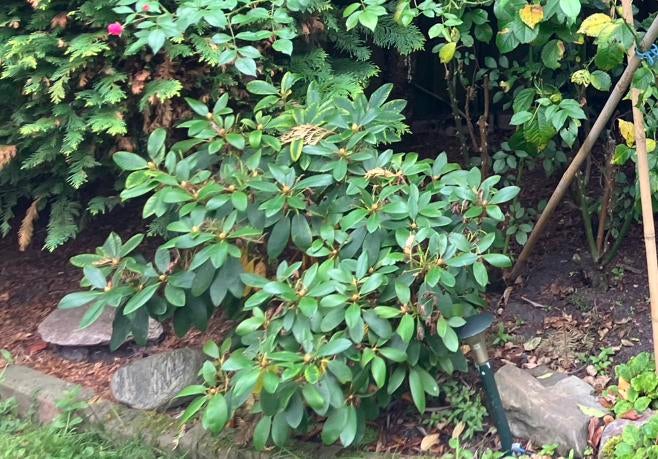 Kleine rhododendron, Tuin en Terras, Planten | Bomen, Ophalen, Halfschaduw, Overige soorten, Lente
