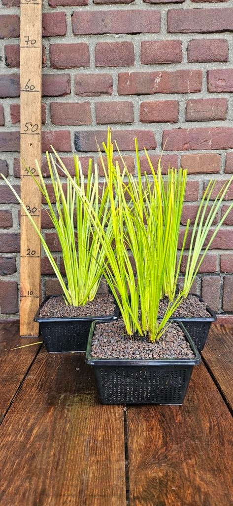 Acorus gramoneus 'Ogon'  vijverplanten, Ophalen