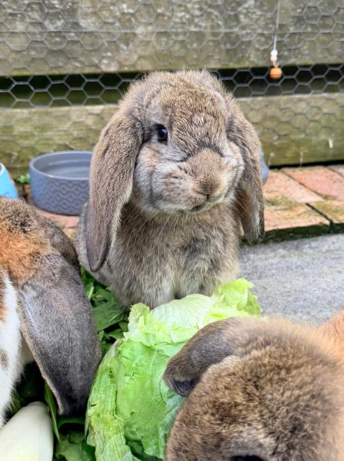 Franse hangoren! 12 weken oud., Dieren en Toebehoren, Konijnen, Mannelijk, Groot, Hangoor