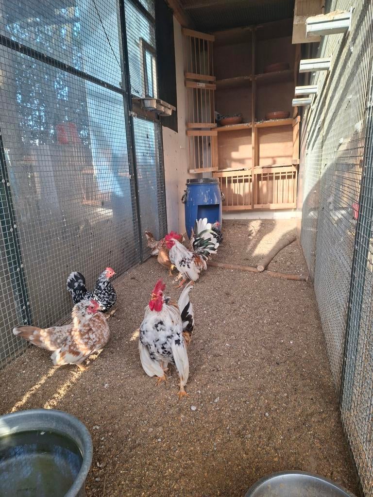 Broedeieren serama kriel, Geslacht onbekend, Kip