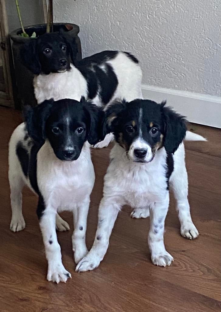 Supermooie FRIESE STABIJ x HEIDEWACHTEL pups - teefjes, Parvo, Nederland, 8 tot 15 weken, Teef