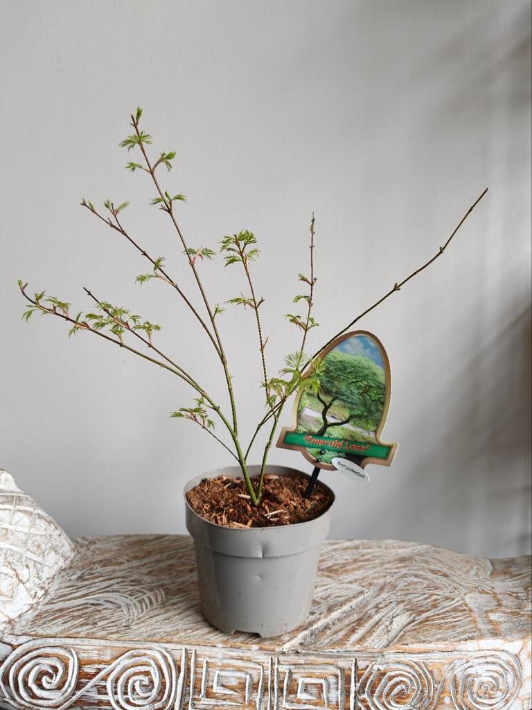 Bonsai starter Acer Japanse Esdoorn Emerald Lace, Ophalen of Verzenden, Bloeit niet, Overige soorten, Halfschaduw