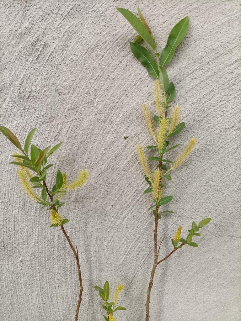 Amandelwilg stekken, Ophalen, Overige soorten, Minder dan 100 cm