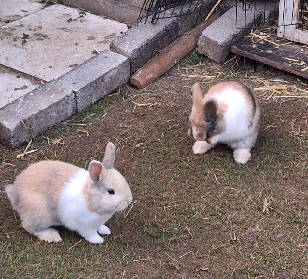 Te koop dwergkonijntjes, Dieren en Toebehoren, Meerdere dieren, Dwerg