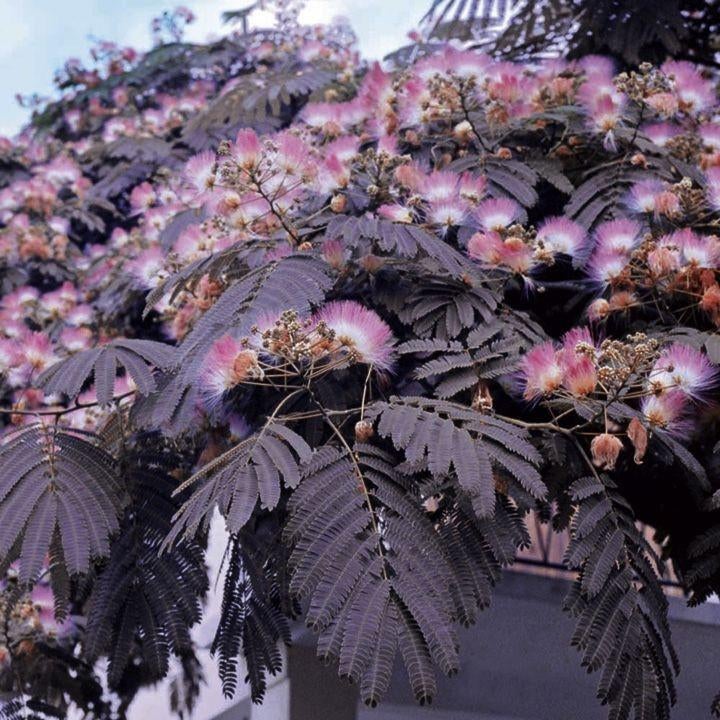 Albizia (bol op stam ca 150 cm), Tuin en Terras, Planten | Tuinplanten, Ophalen, Overige soorten, Volle zon