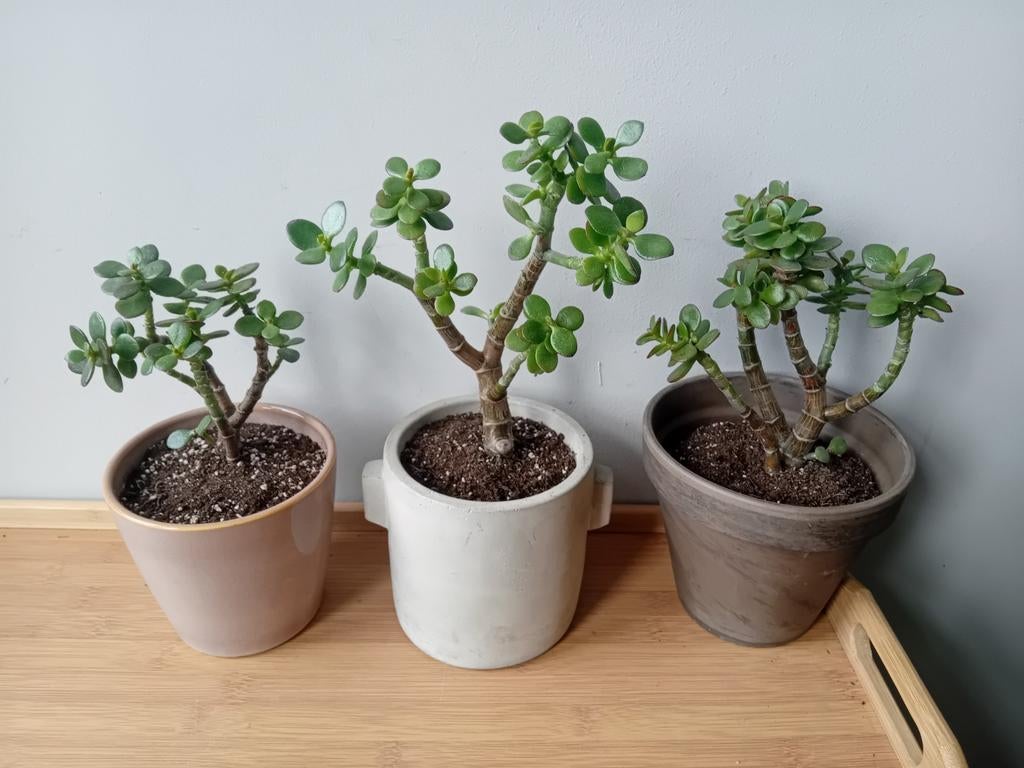 3 bonsai crassula 20-30cm, Huis en Inrichting, Ophalen, Halfschaduw, In pot, Minder dan 100 cm