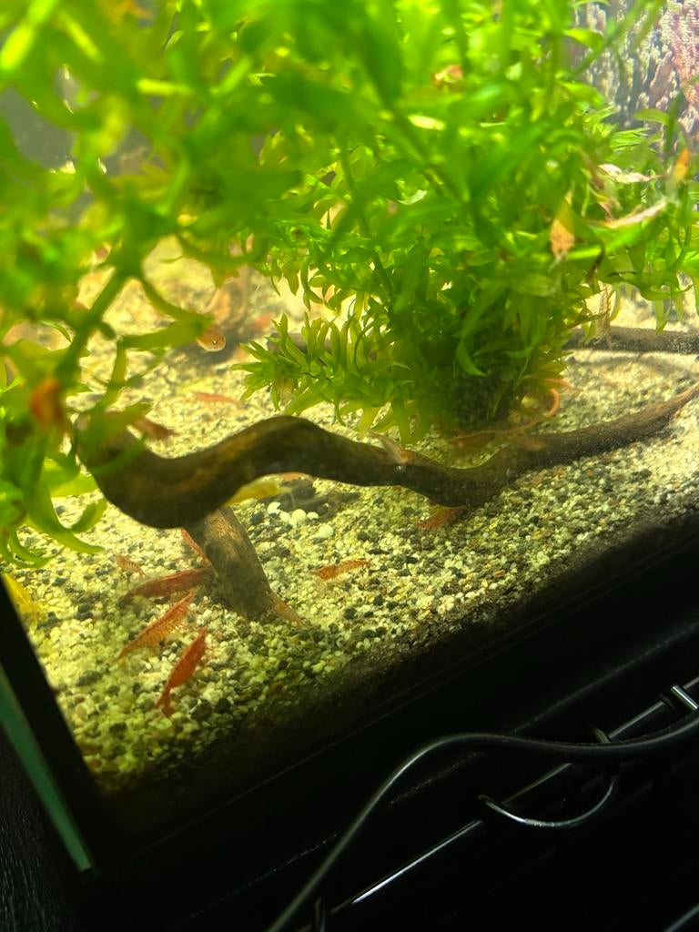 Vuur garnaaltjes, Kreeft, Krab of Garnaal