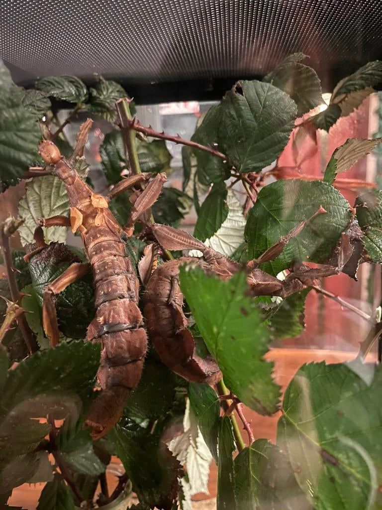 Autralische Flappentakken, Dieren en Toebehoren, Wandelende tak