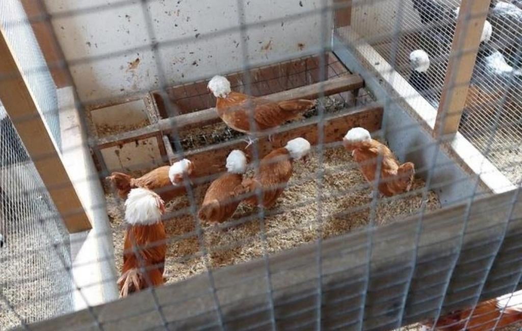 Broedeieren gezocht Hollandse kuifhoen/Padua buff witkuif, Geslacht onbekend, Kip