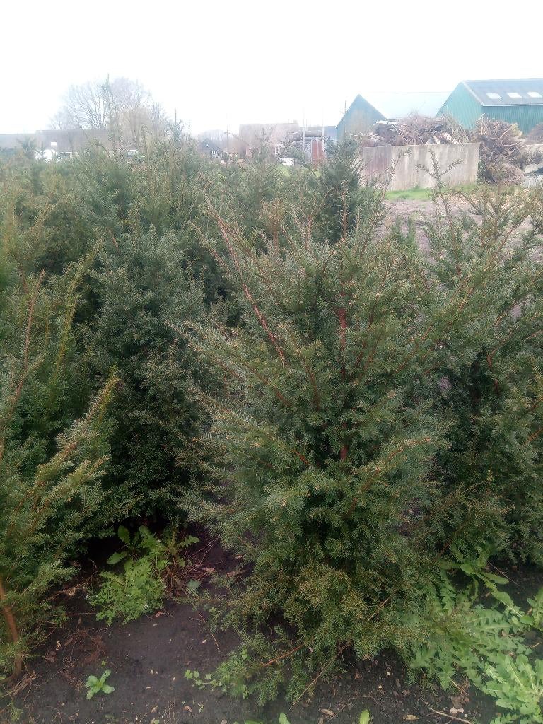 Taxus baccata, Tuin en Terras, Planten | Struiken en Hagen, Ophalen, Taxus, Haag, 100 tot 250 cm