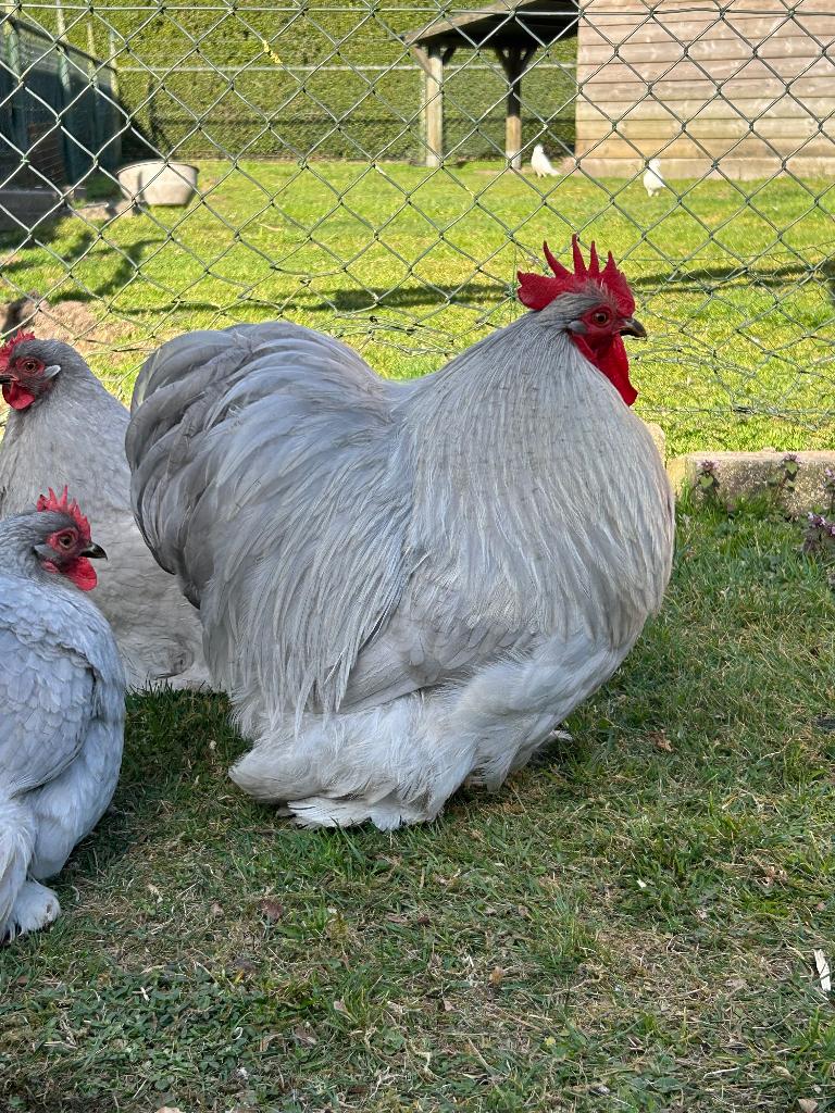 Cochin kriel broedeieren, Dieren en Toebehoren, Pluimvee, Geslacht onbekend, Kip