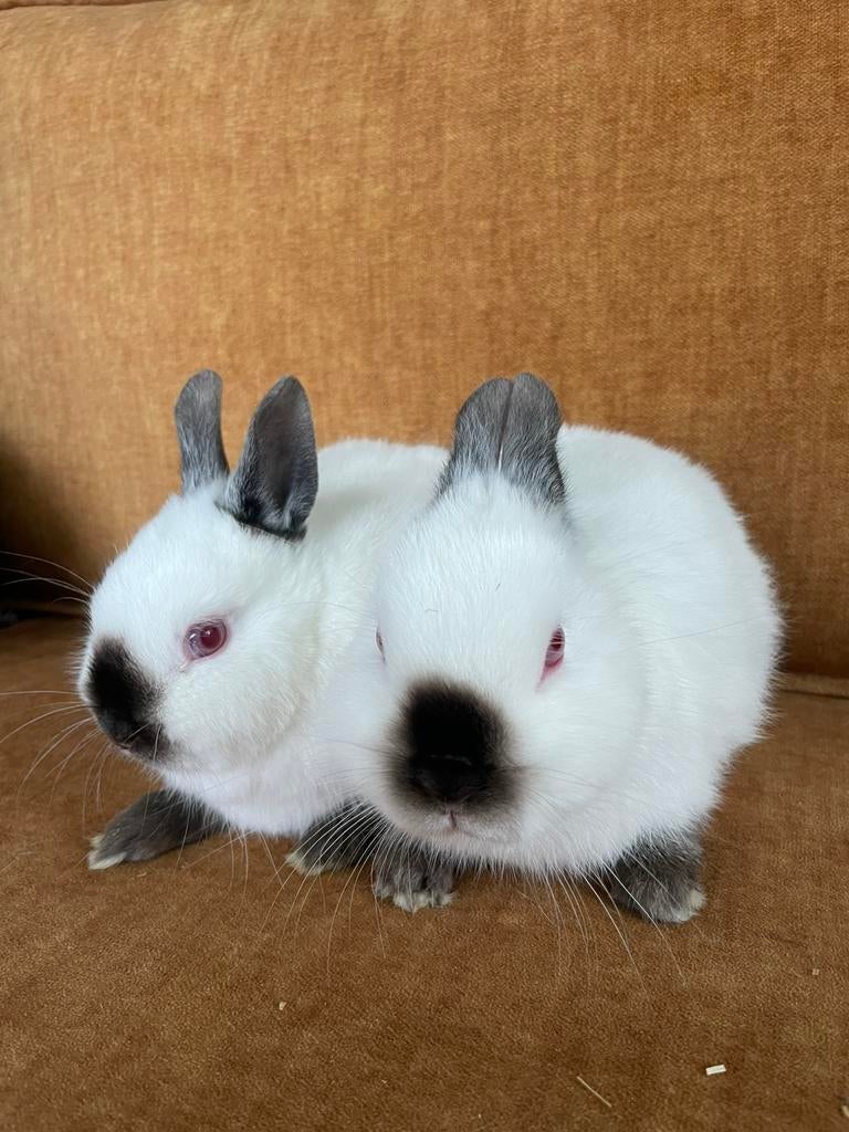 Raszuivere kleurdwergen rustekening, Meerdere dieren, Groot