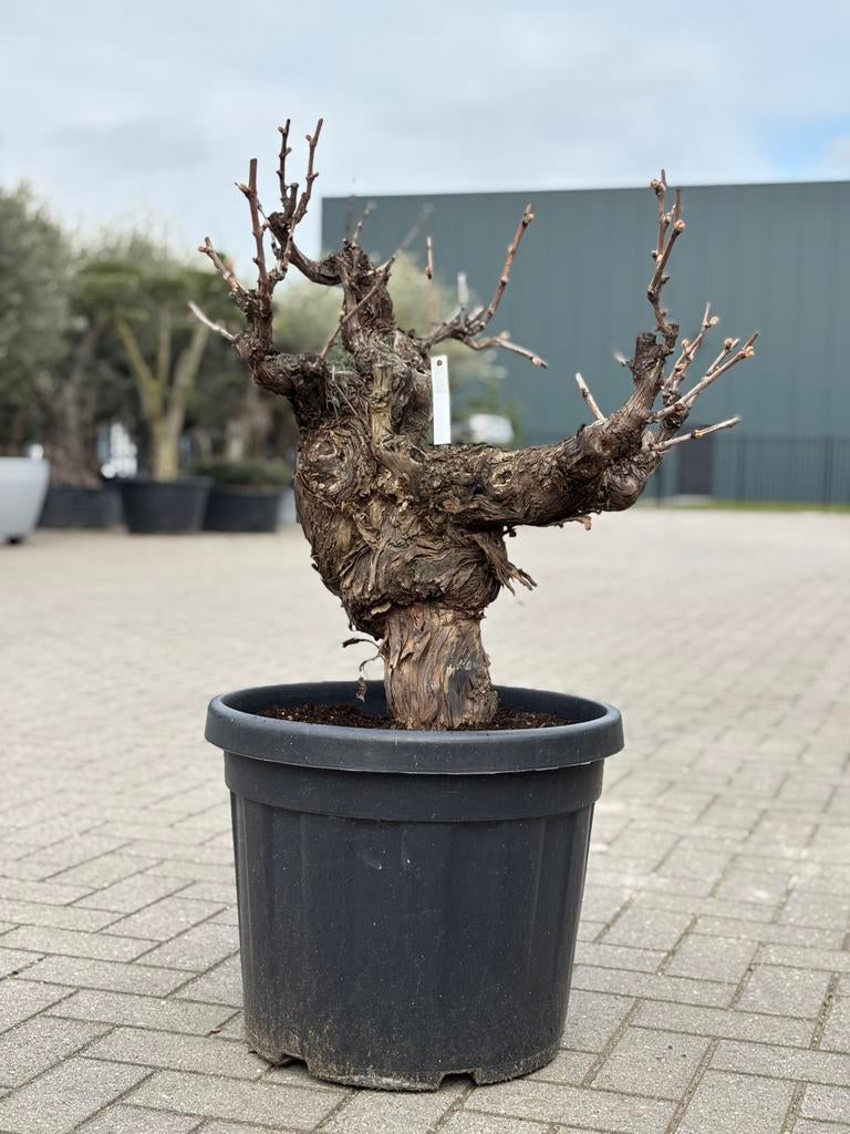 Oude druivenstronk / Vitis vinifera, Halfschaduw, Overige soorten, Lente, Minder dan 100 cm