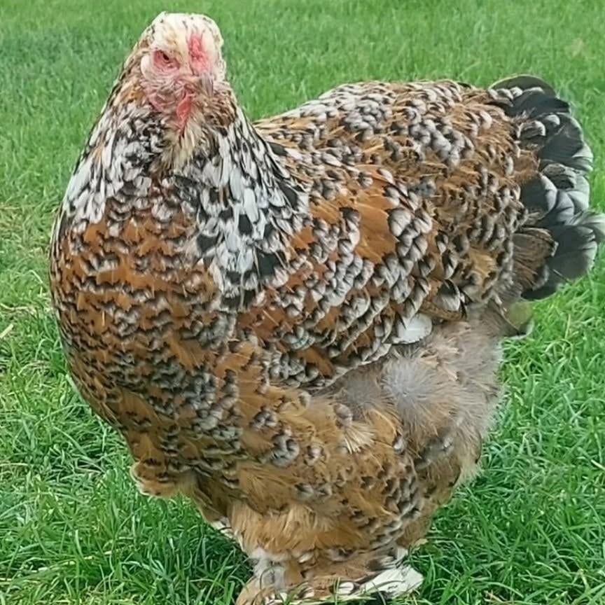 Brahma porselein of zwart wit gepareld hennen gezocht, Dieren en Toebehoren, Pluimvee, Vrouwelijk, Kip