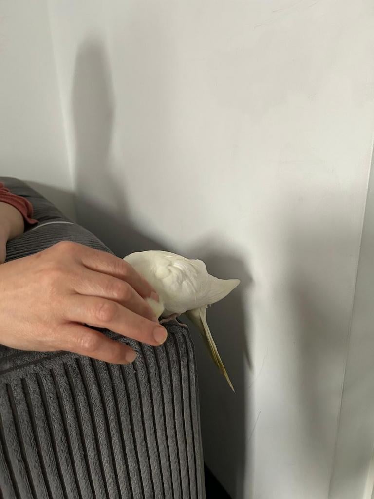 Valkparkiet, Vrouwelijk, Tam