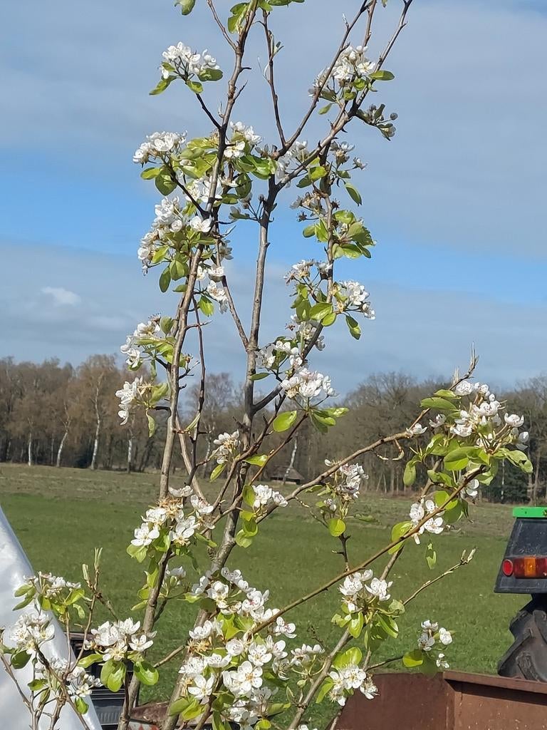 Volkstuin groenten kweken fruit telen, Tuin en Terras, Overige Tuin en Terras, Ophalen of Verzenden