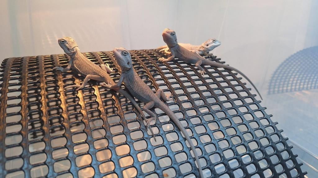 Hypo Zero (Transulent) Baardagaam jongen Bearded Dragon - unknown for sale from Aztec