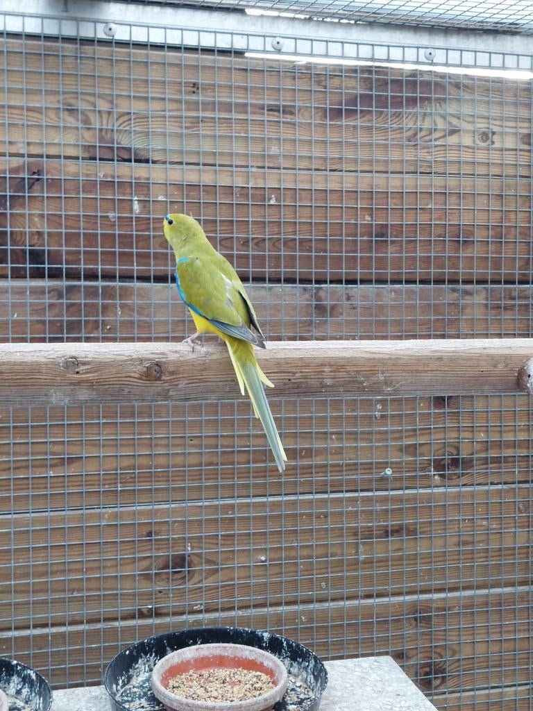 Elegant grijsvleugel man, Mannelijk, Parkiet, Geringd