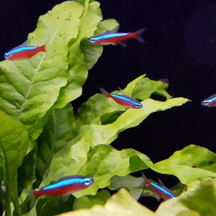 Cheirodon axelrodi, Vis