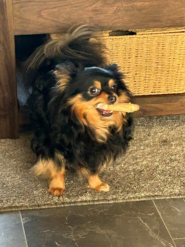 Pomchi reutje (Black and Tan), 1 tot 2 jaar, Parvo, Eén hond, Nederland