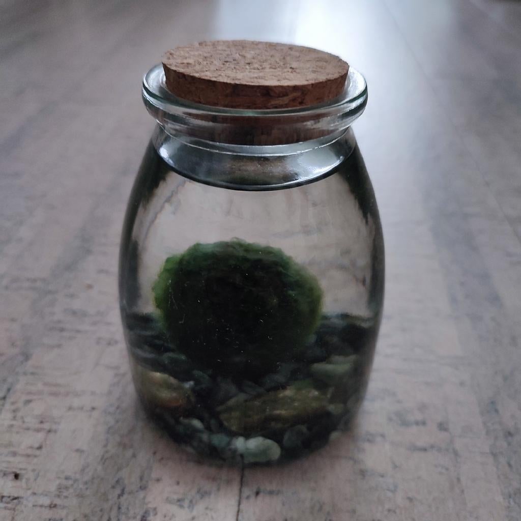 Japanse Mosbal in aquarium vaasje met water 13 cm, Ophalen, Halfschaduw, Minder dan 100 cm