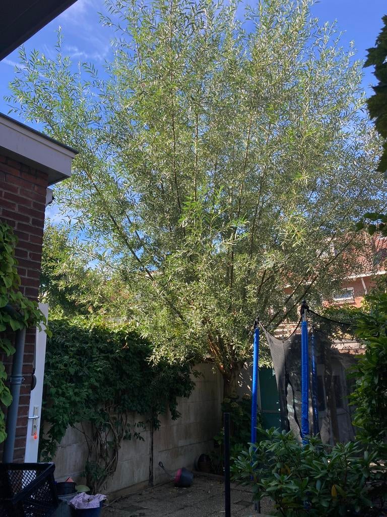 Knotwilg stekken met wortels, tot 2,5 meter, Tuin en Terras, Planten | Bomen, Ophalen, Bloeit niet, Volle zon, Overige soorten