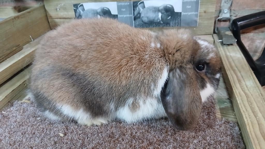 Hele mooie NHD Ram Madagaskar-Bont tatoe,ingeént RHD1/RHD 2, Dieren en Toebehoren, Konijnen, Mannelijk, Dwerg, Hangoor, 0 tot 2 jaar