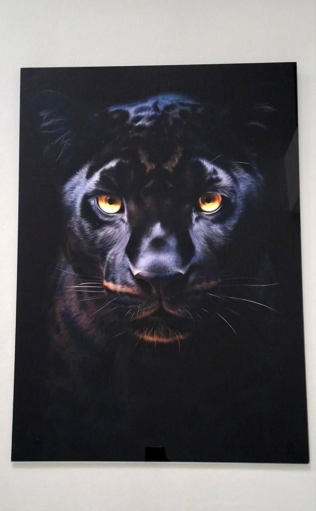 Schilderij zwarte panter glas 60x90 cm NIEUW!, Ophalen, Nieuw, Schilderij, 75 cm of meer