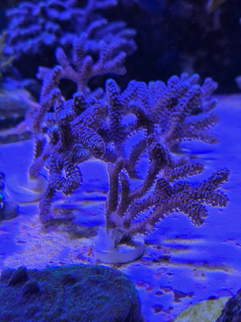 Seriatopora Guttatus stekjes, Kreeft, Krab of Garnaal, Zoutwatervis