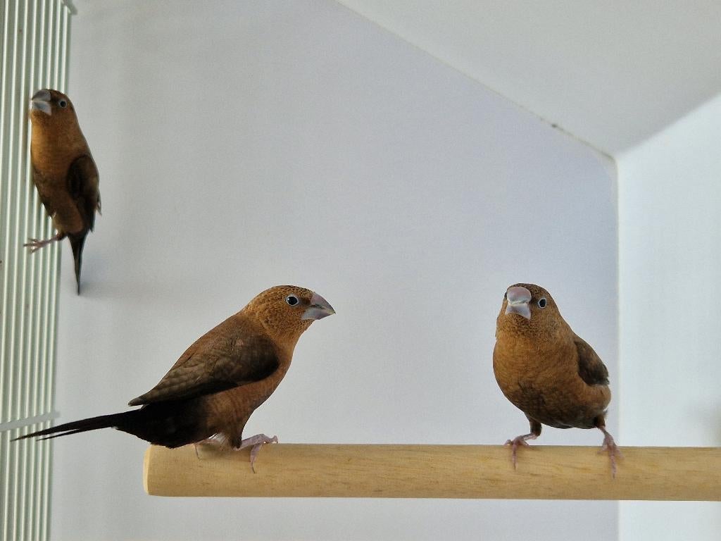 Zilverbekjes | Tropische vogels | Passend advies, Dieren en Toebehoren, Vogels | Overige Vogels, Tropenvogel, Meerdere dieren