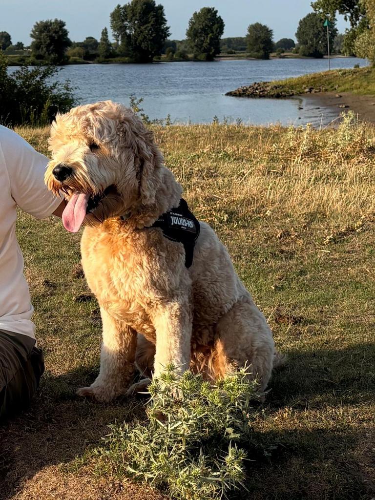 Australian labradoodle Dekreu, Parvo, Nederland, Reu, 1 tot 2 jaar