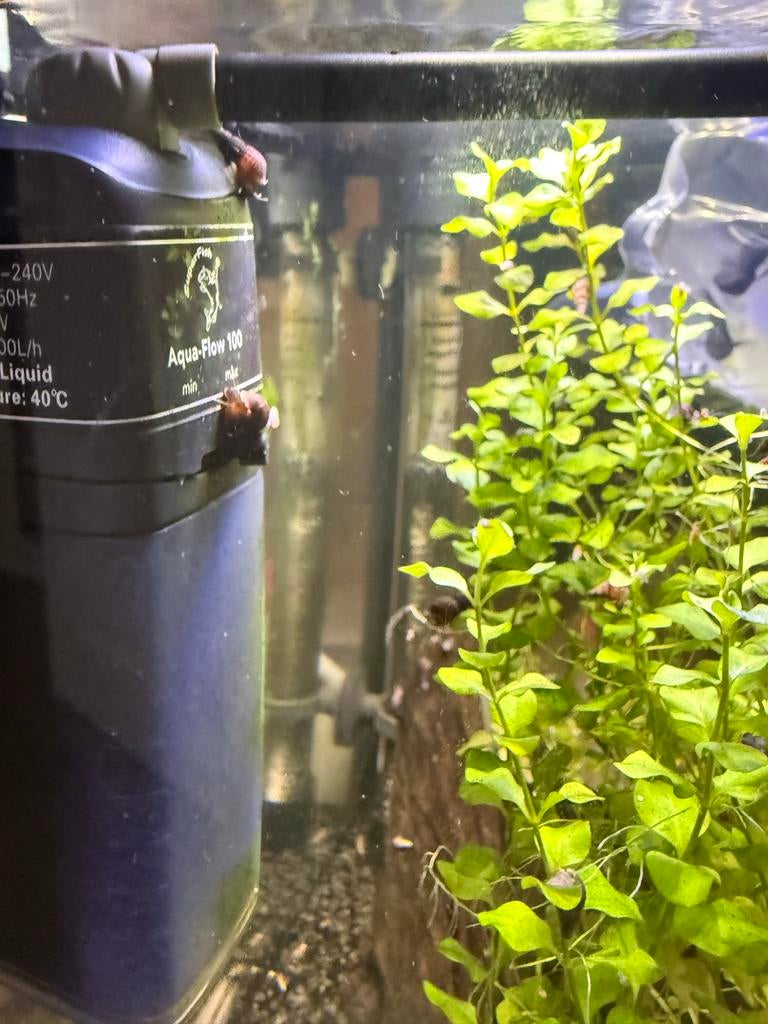 Slakken, Dieren en Toebehoren, Slak of Weekdier